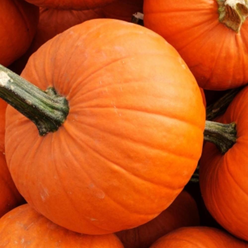 Pumpkin Seeds